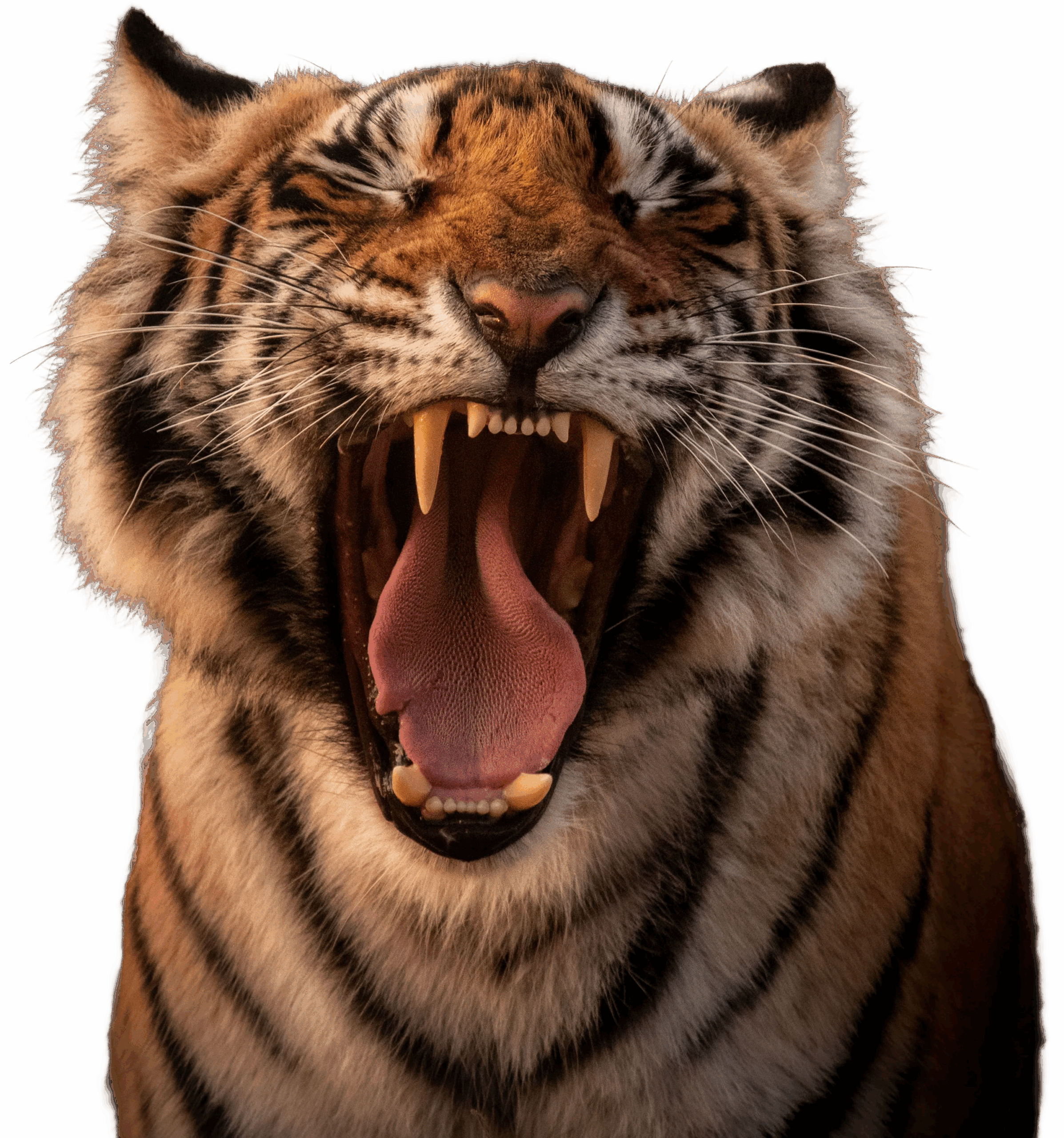 A tiger roaring